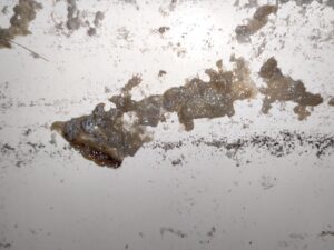 循環口から茶色い汚れが出てくる・・・バランス釜配管洗浄　　　杉並区