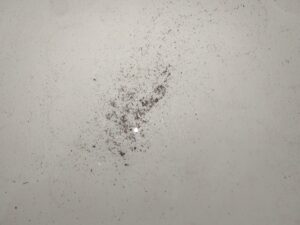 黒いカスのような汚れの改善依頼　ジェットバス配管洗浄 (TOTO㈱ブローバス)・・・・・渋谷区